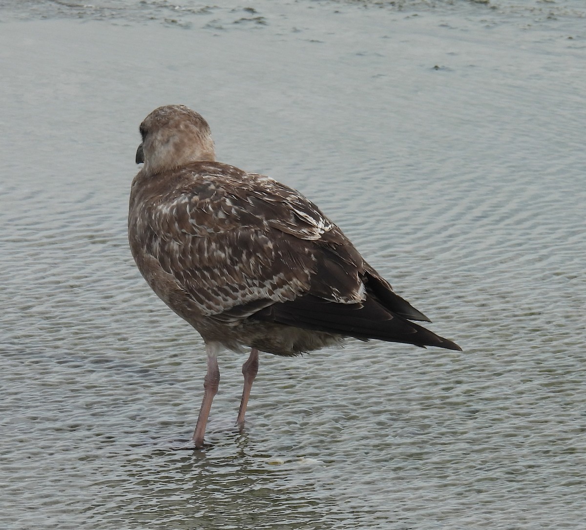 Kaio hauskara amerikarra - ML646797593