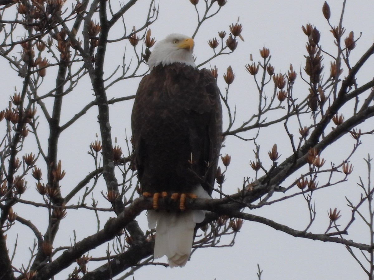 Pygargue à tête blanche - ML646797594