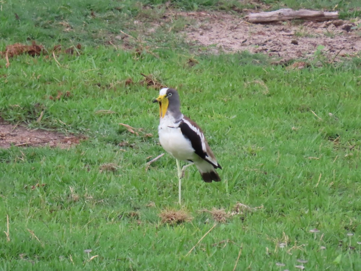 Белоголовый чибис - ML646797595