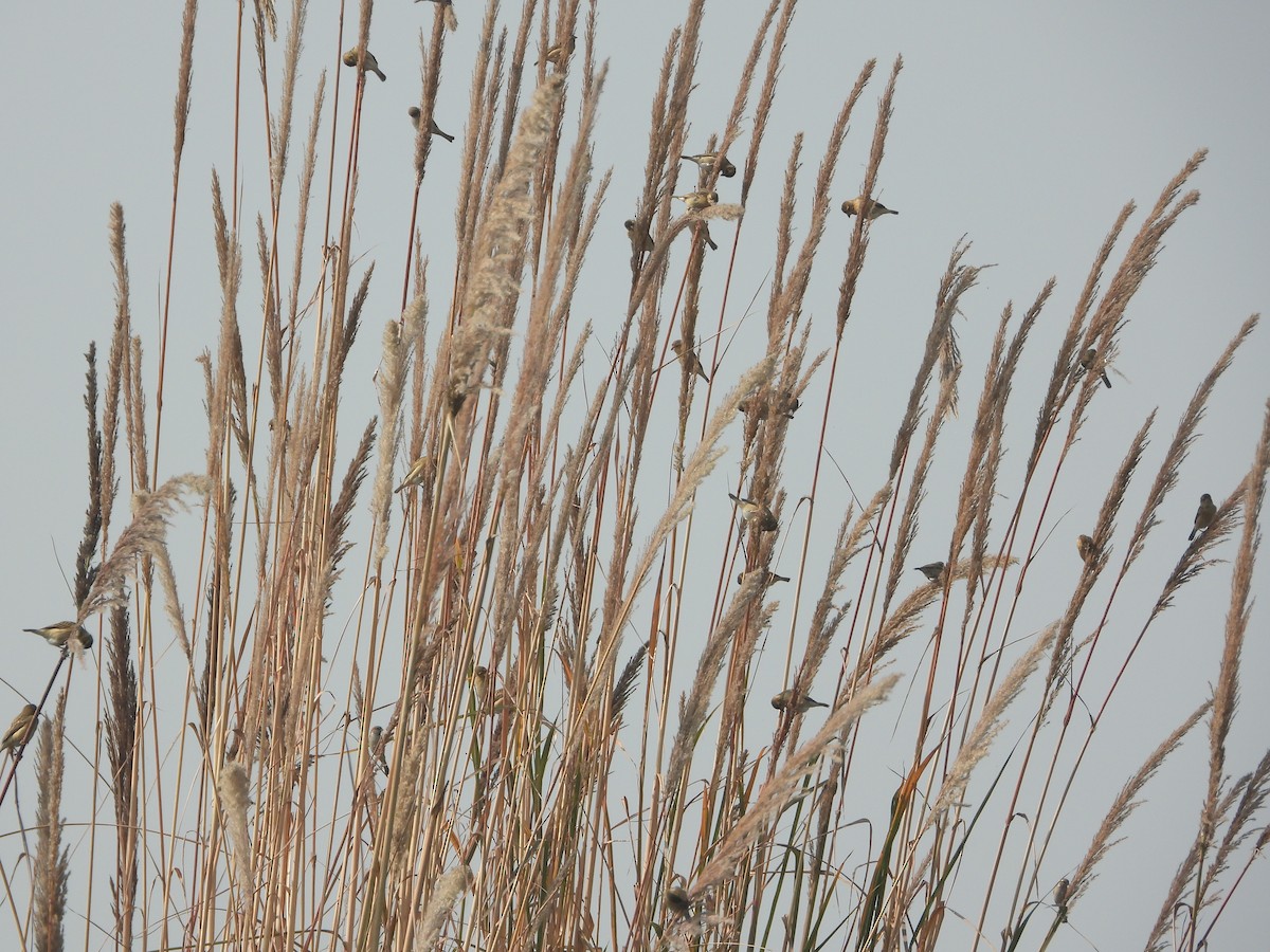 Indian Silverbill - ML646797601