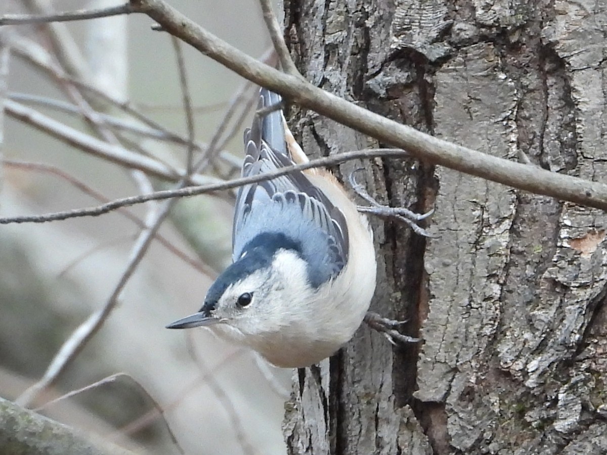 Каролинский поползень - ML646797602