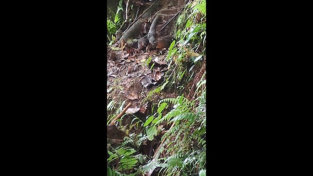 Rufous-breasted Wood-Quail - ML646797603