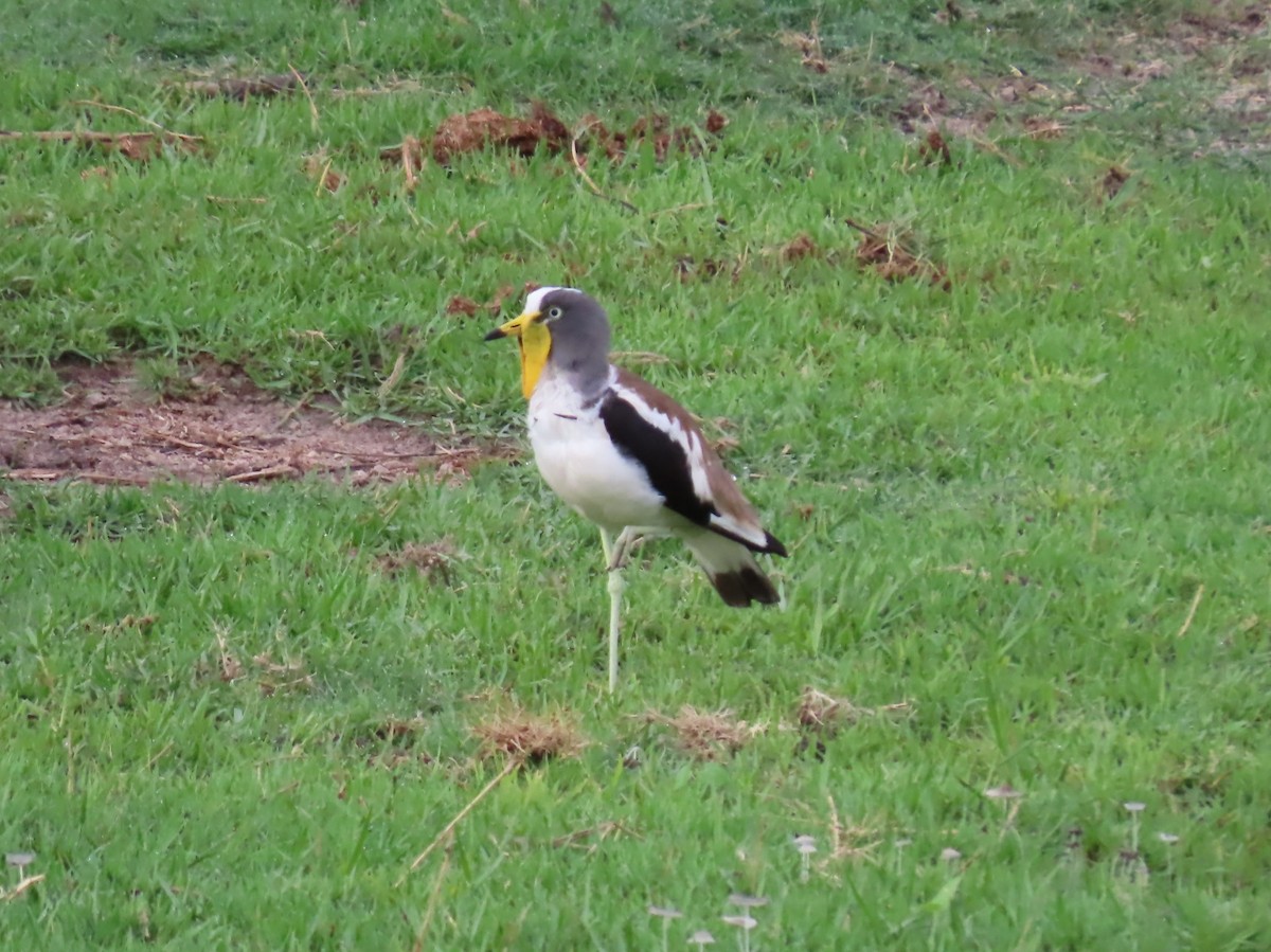 Белоголовый чибис - ML646797605