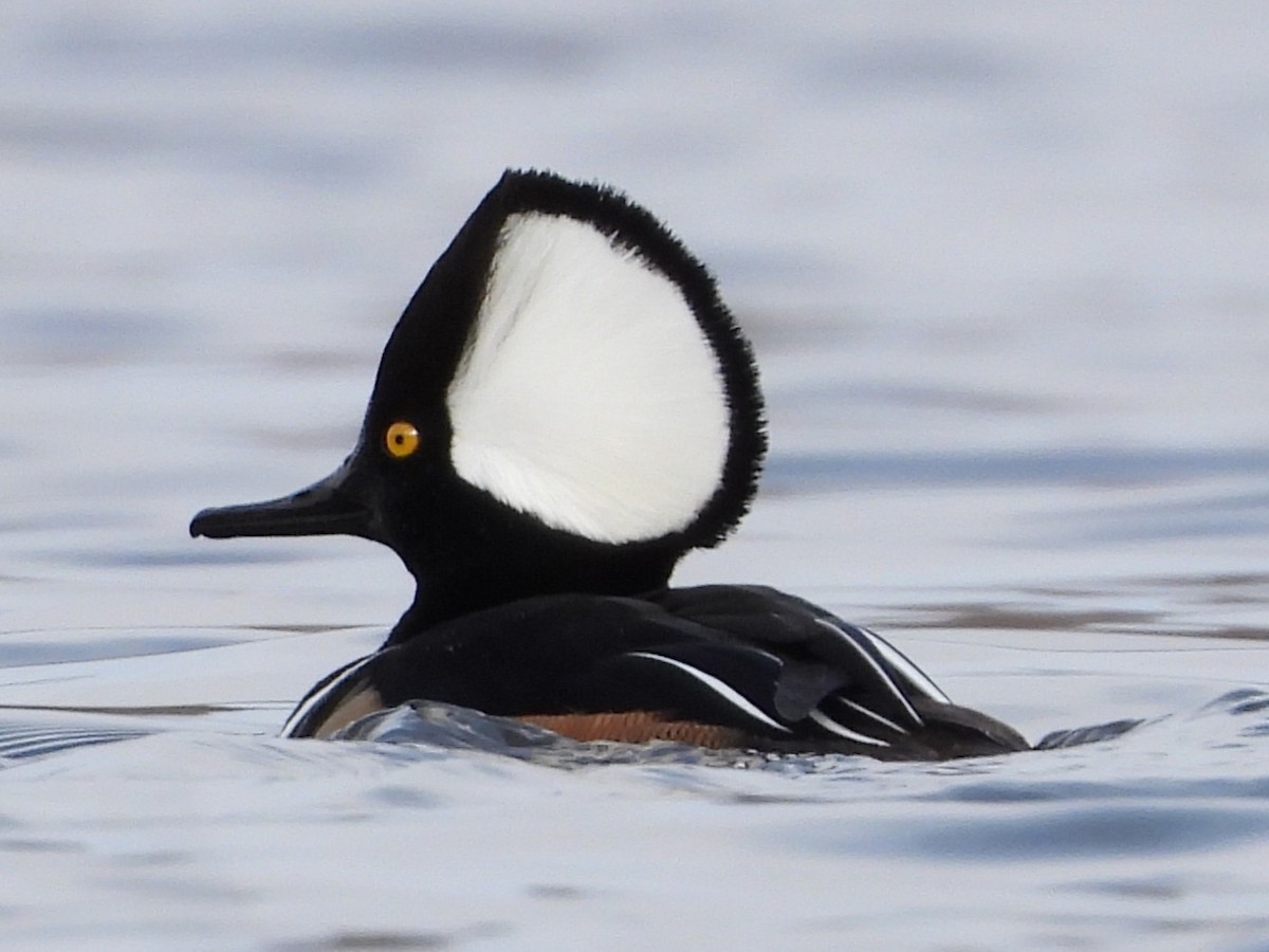 Капюшоновый крохаль - ML646797606