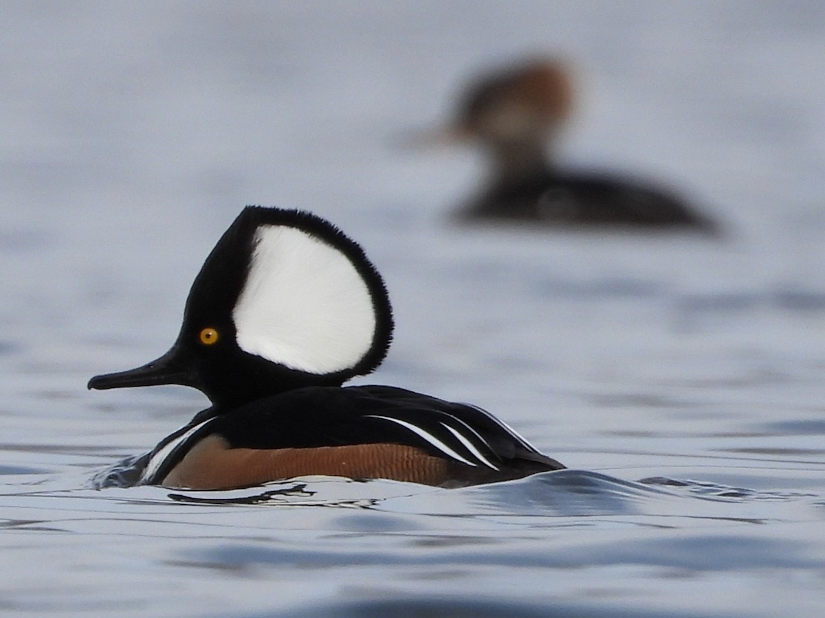 Капюшоновый крохаль - ML646797607