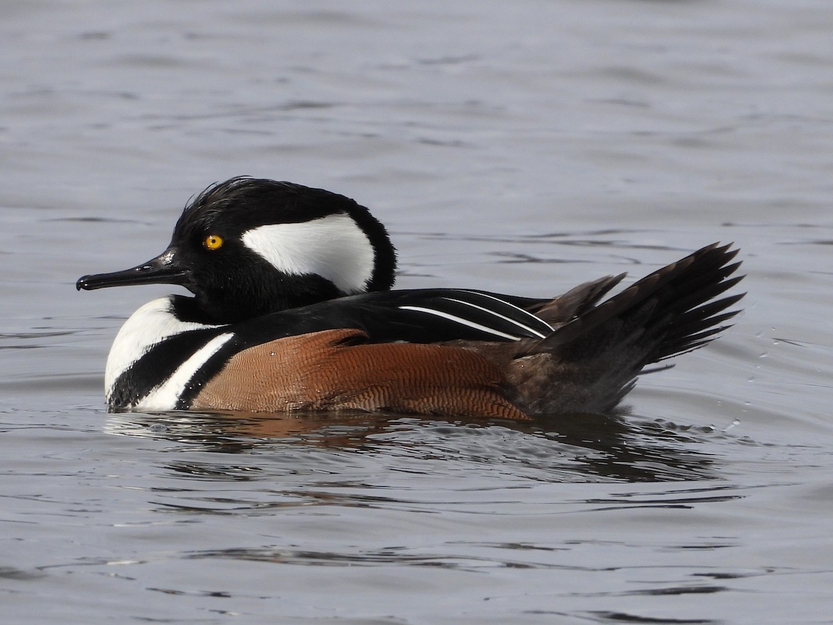 Капюшоновый крохаль - ML646797608