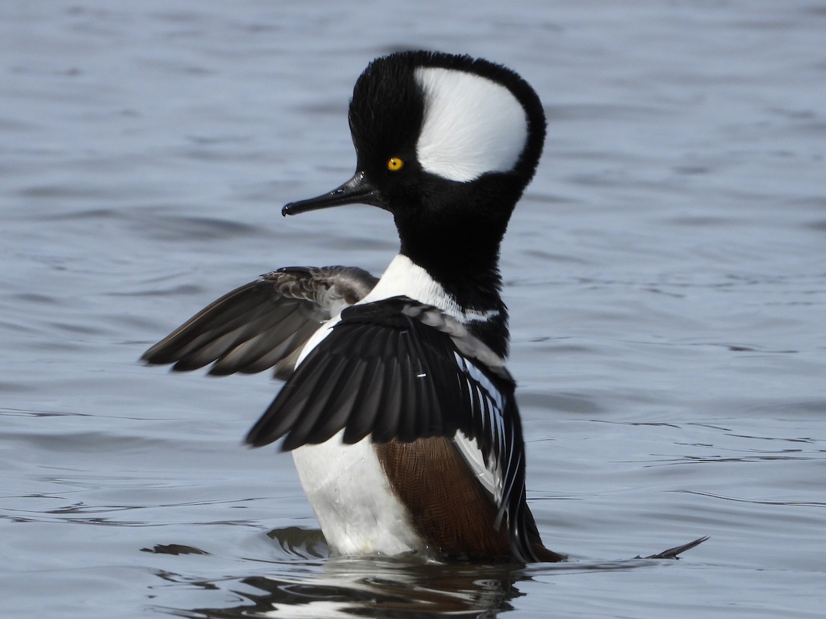 Капюшоновый крохаль - ML646797609