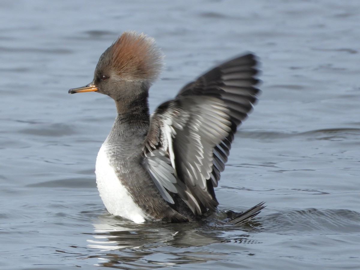 Капюшоновый крохаль - ML646797610