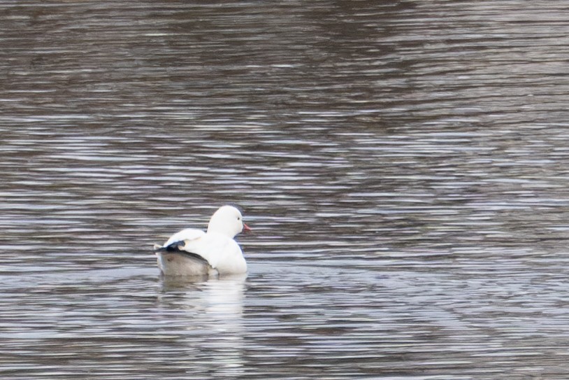 Küçük Kar Kazı - ML646797614