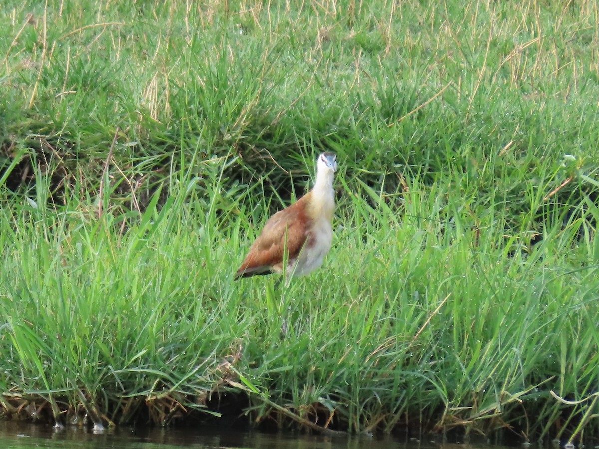 Африканская якана - ML646797616