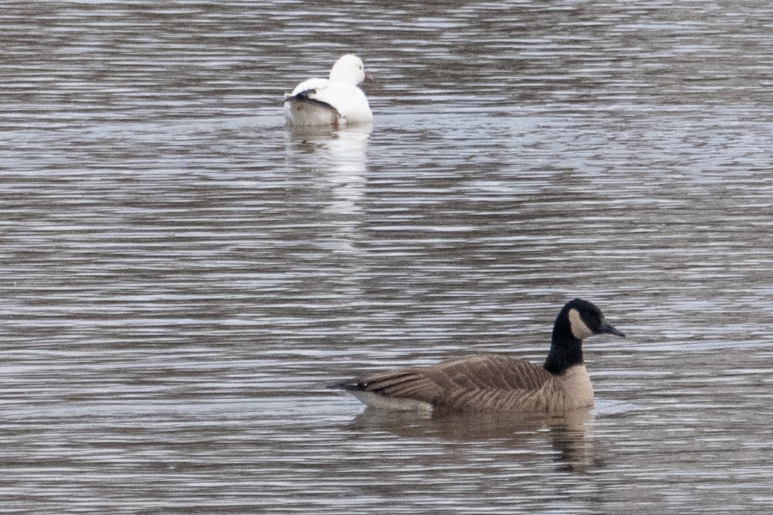 Küçük Kar Kazı - ML646797618