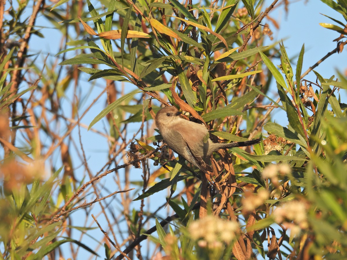 Mito Sastrecillo - ML646797619