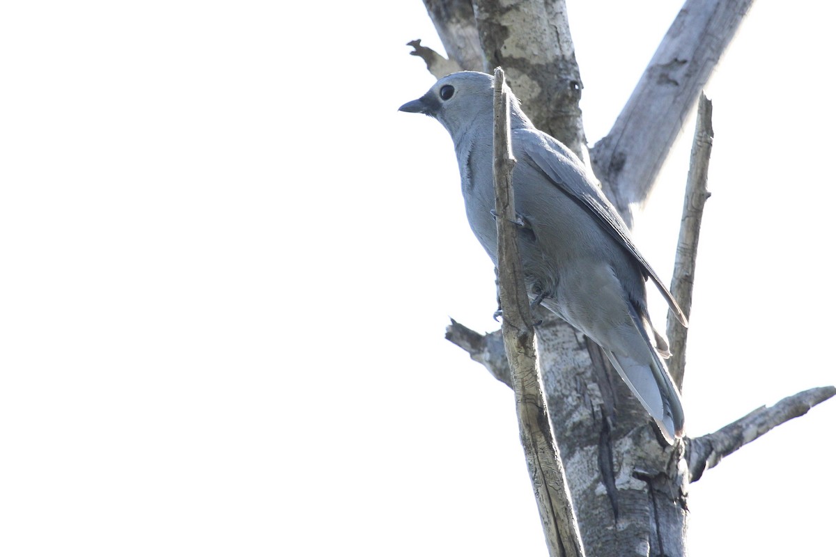 Лесной воронец - ML646797620