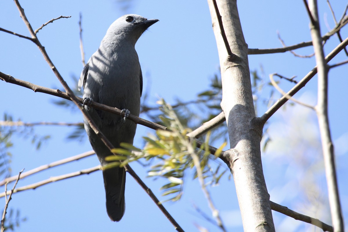 Лесной воронец - ML646797621