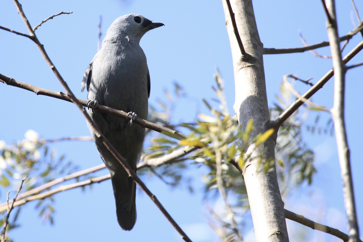 Лесной воронец - ML646797622