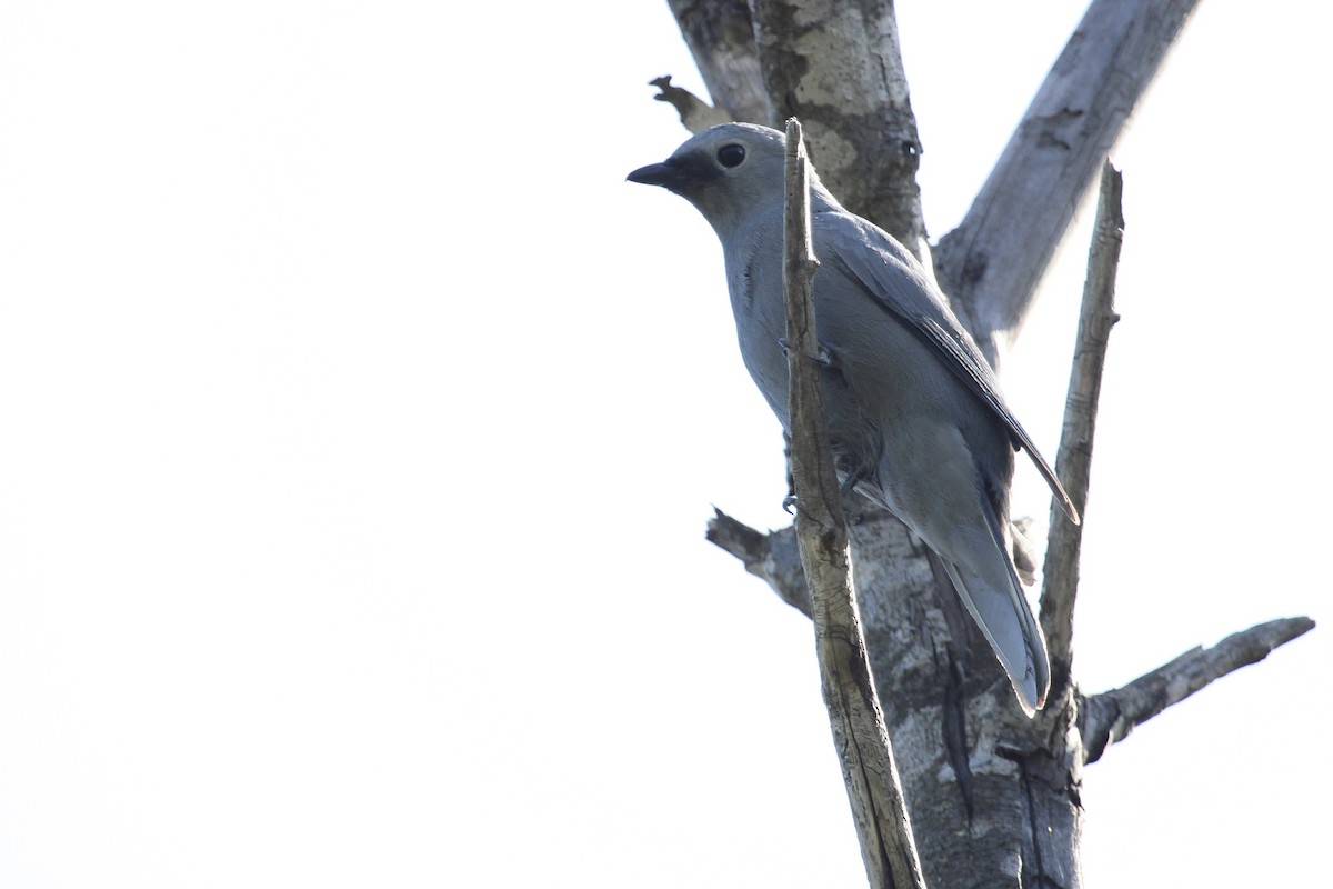 Лесной воронец - ML646797623