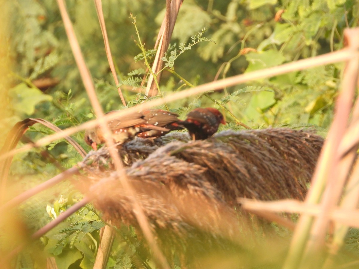 tigerastrild - ML646797624