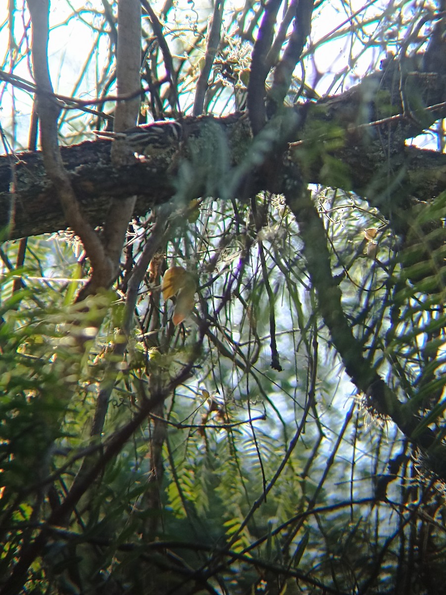 lesňáček černobílý - ML646797625