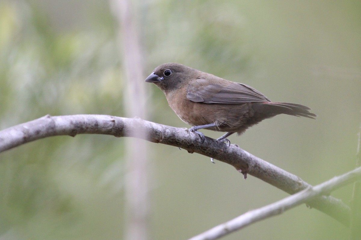 Африканский амарант - ML646797628