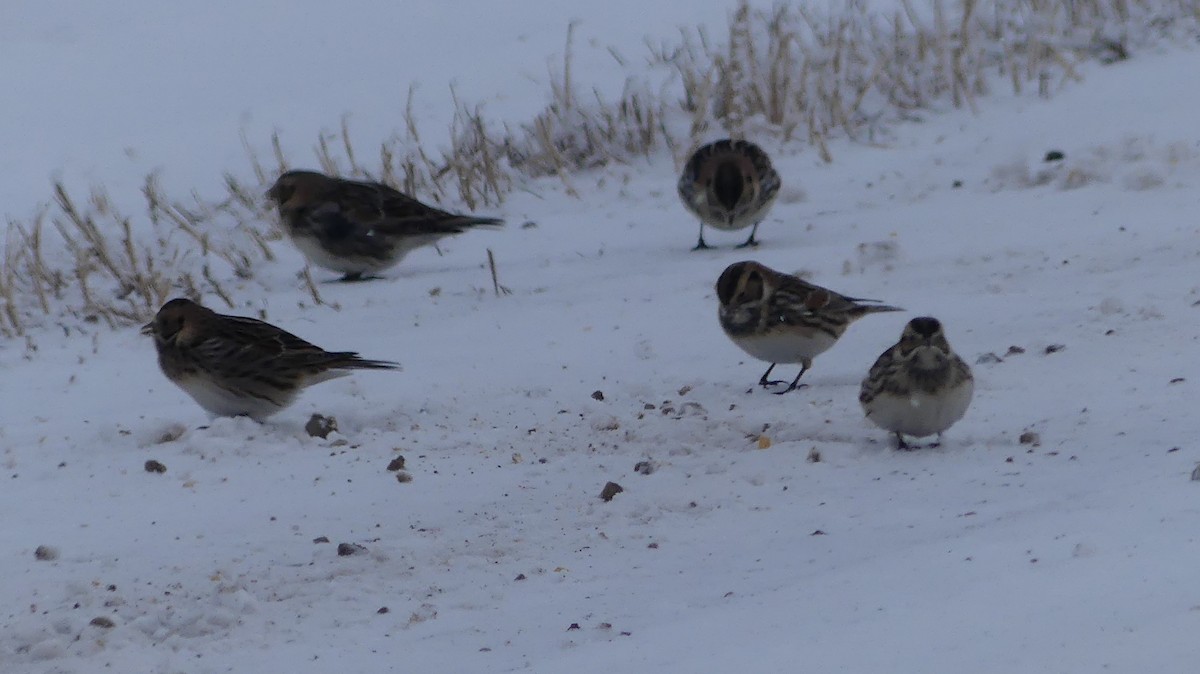 Подорожник лапландський - ML646797629