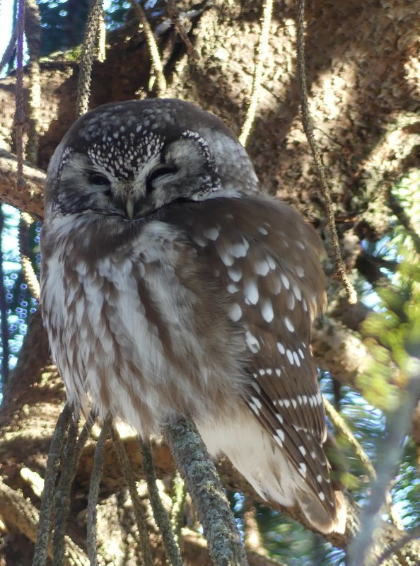 כוס חום - ML646797630
