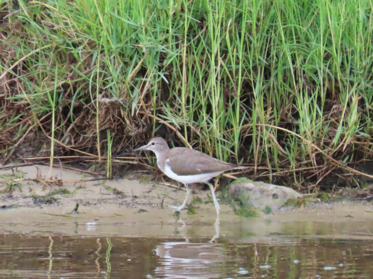 Перевозчик - ML646797632