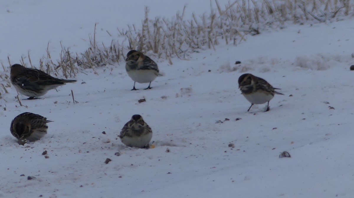 Подорожник лапландський - ML646797633
