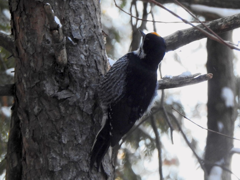 svartryggspett - ML646797634