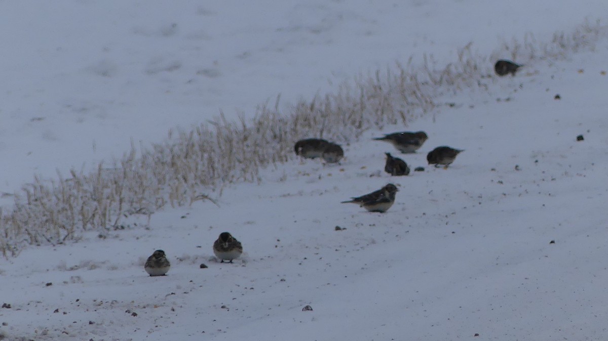 Подорожник лапландський - ML646797639