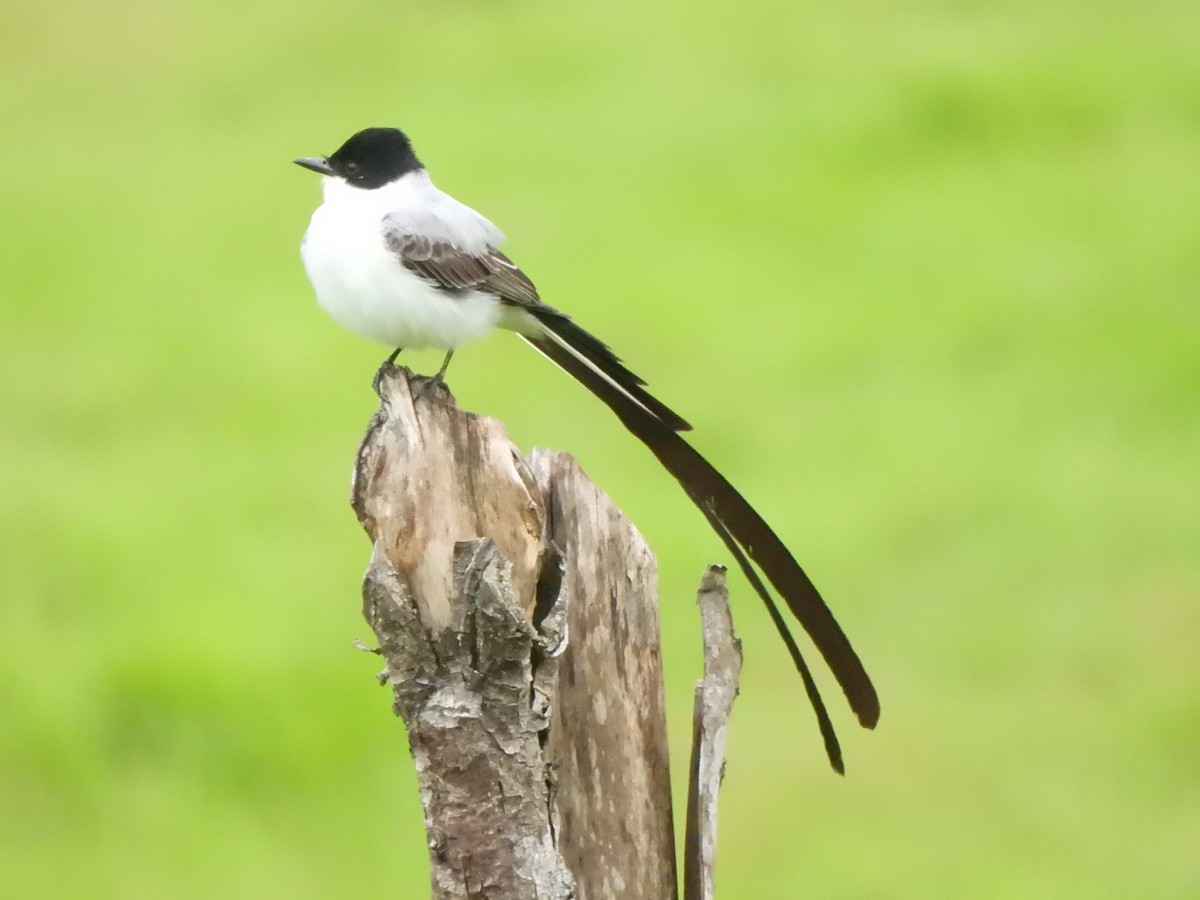 Tijereta Sabanera - ML646797643