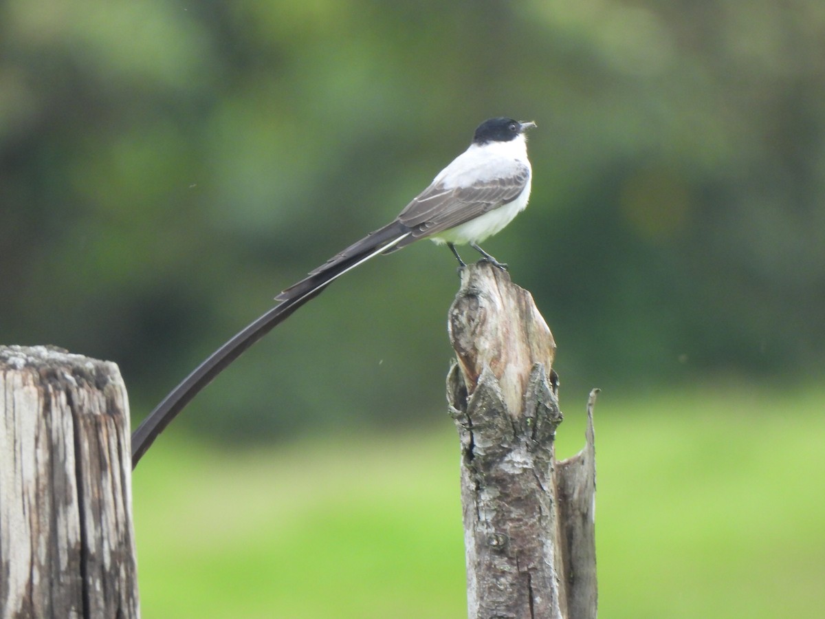Tijereta Sabanera - ML646797644