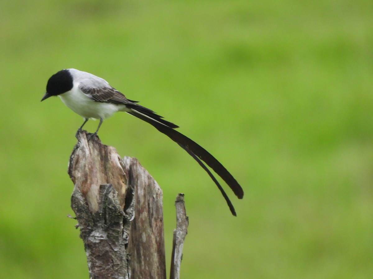 Tijereta Sabanera - ML646797645
