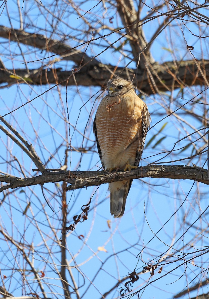 Rotschulterbussard - ML646797646