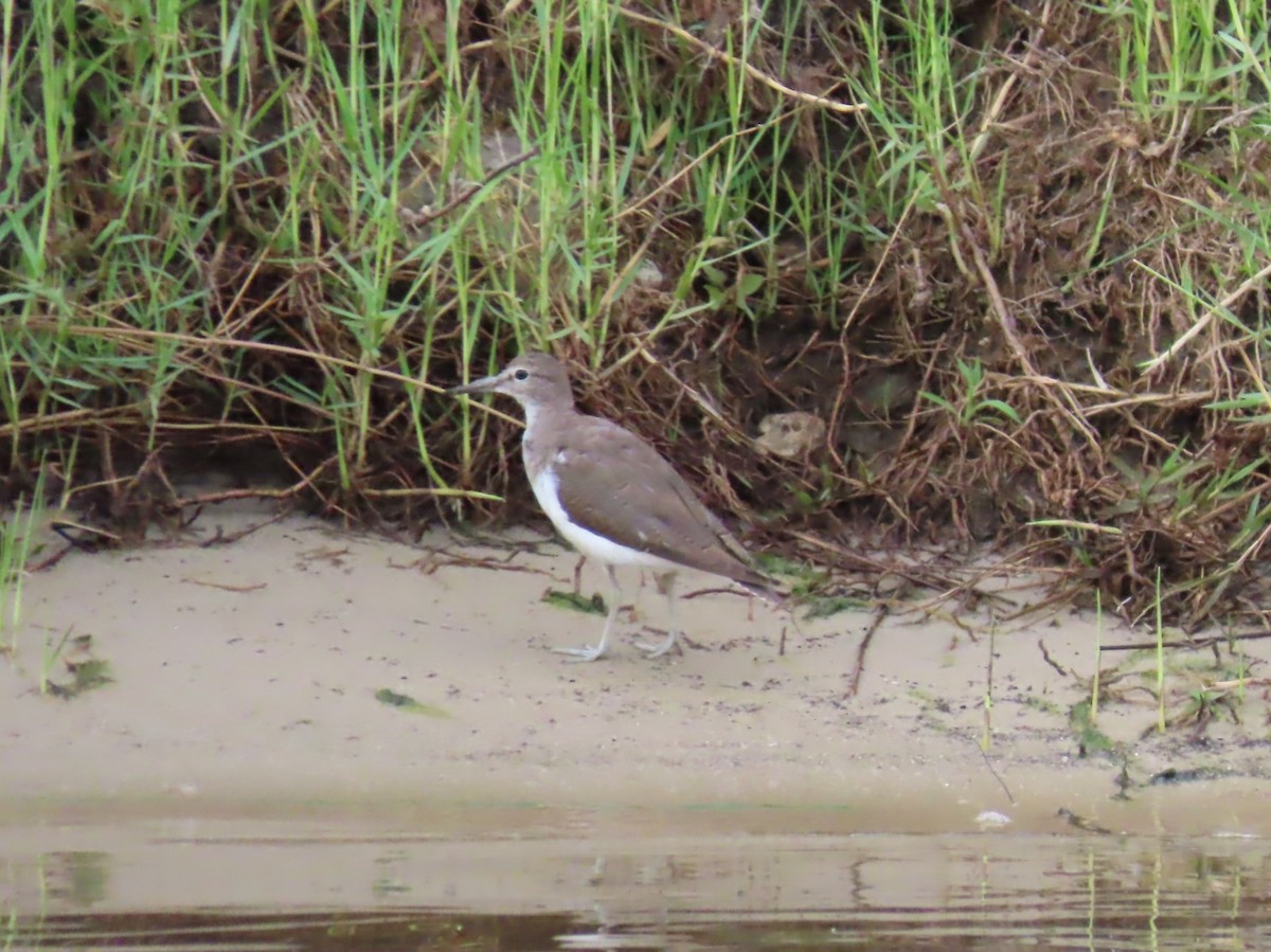 Перевозчик - ML646797647