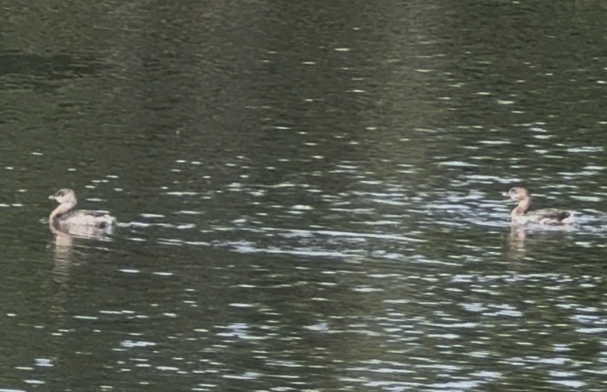 オビハシカイツブリ - ML646797650