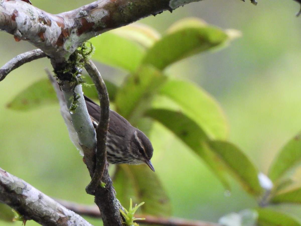Reinita Charquera Norteña - ML646797651