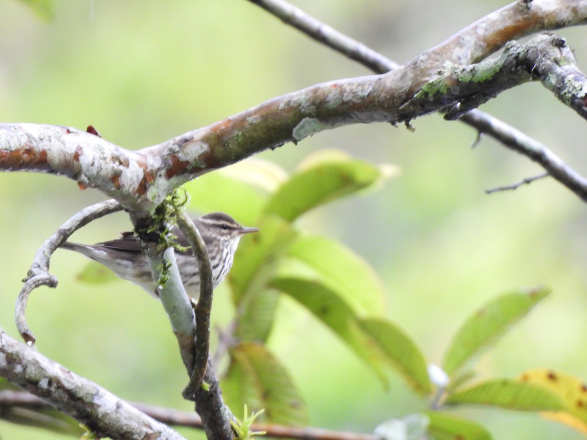 Reinita Charquera Norteña - ML646797652