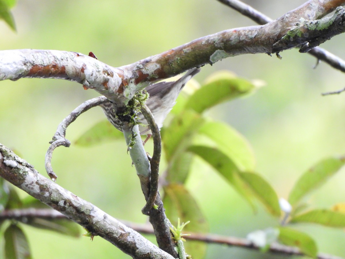 Reinita Charquera Norteña - ML646797653