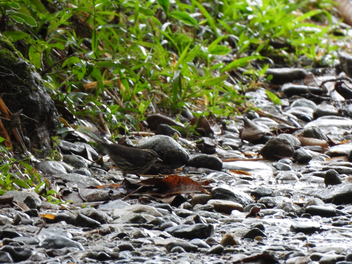 Reinita Charquera Norteña - ML646797654