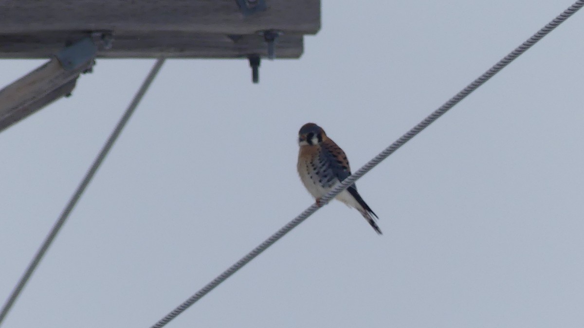 American Kestrel - ML646797655