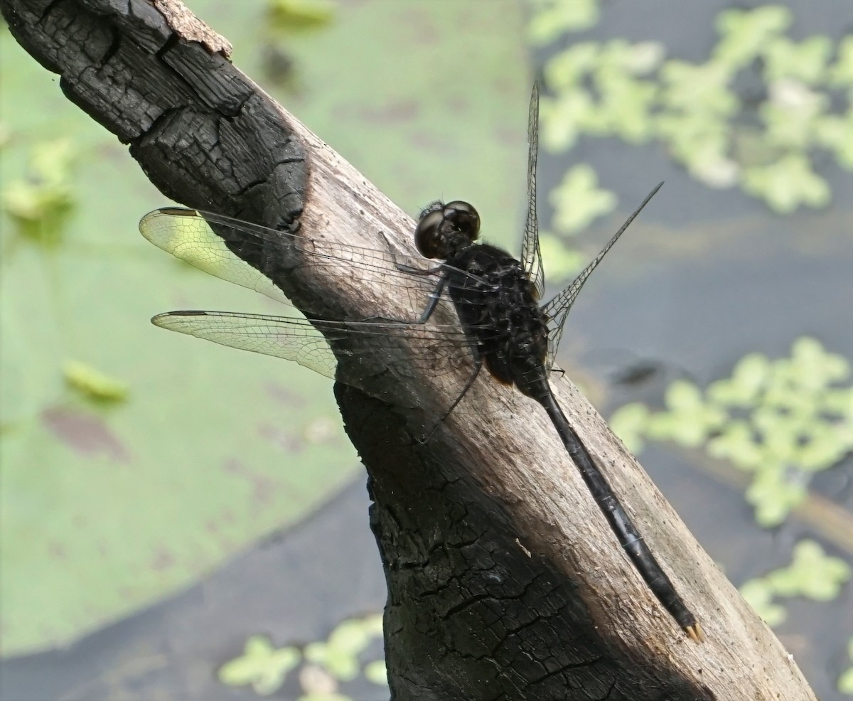 Pin-tailed Pondhawk - ML646797656