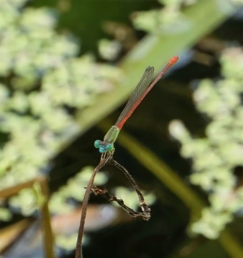 Green-eyed Firetail - ML646797657