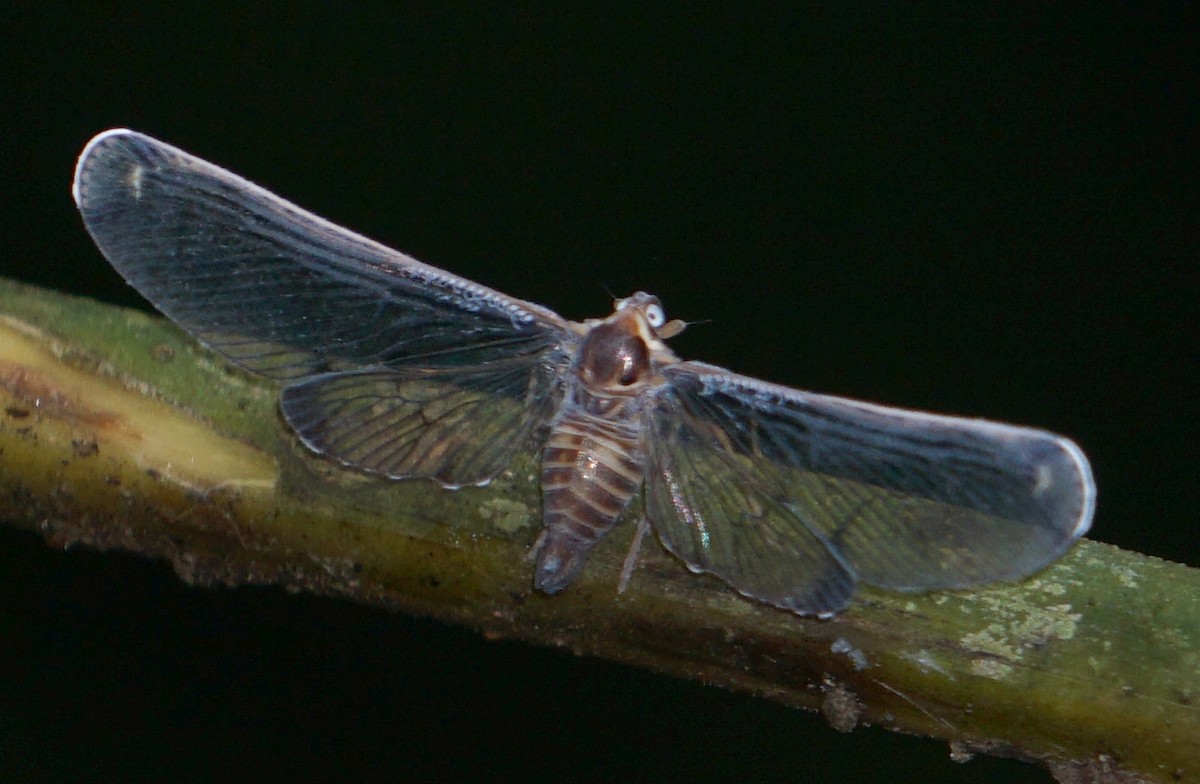 Derbid Planthoppers - ML646797658