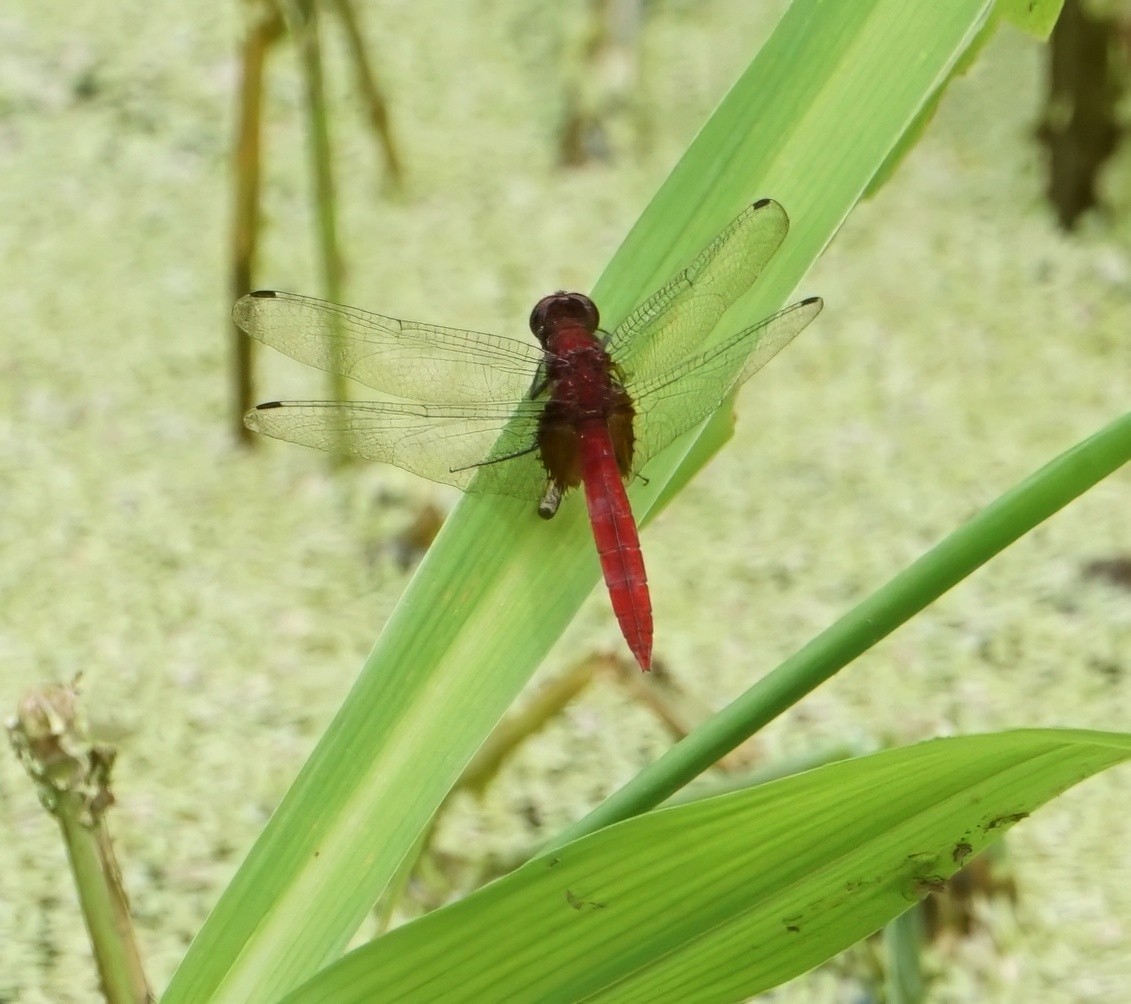 Claret Pondhawk - ML646797659