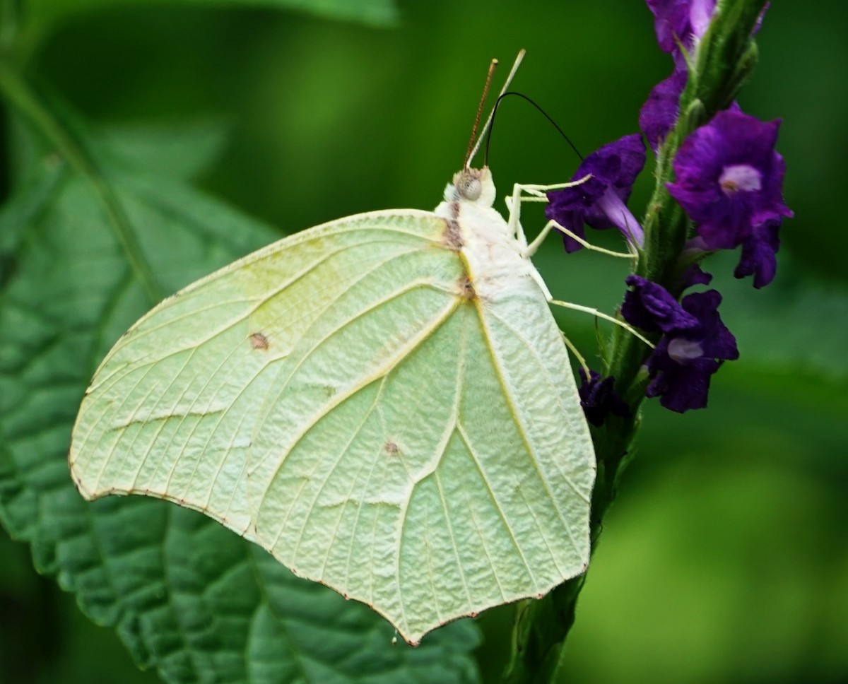 White Angled-Sulphur - ML646797660