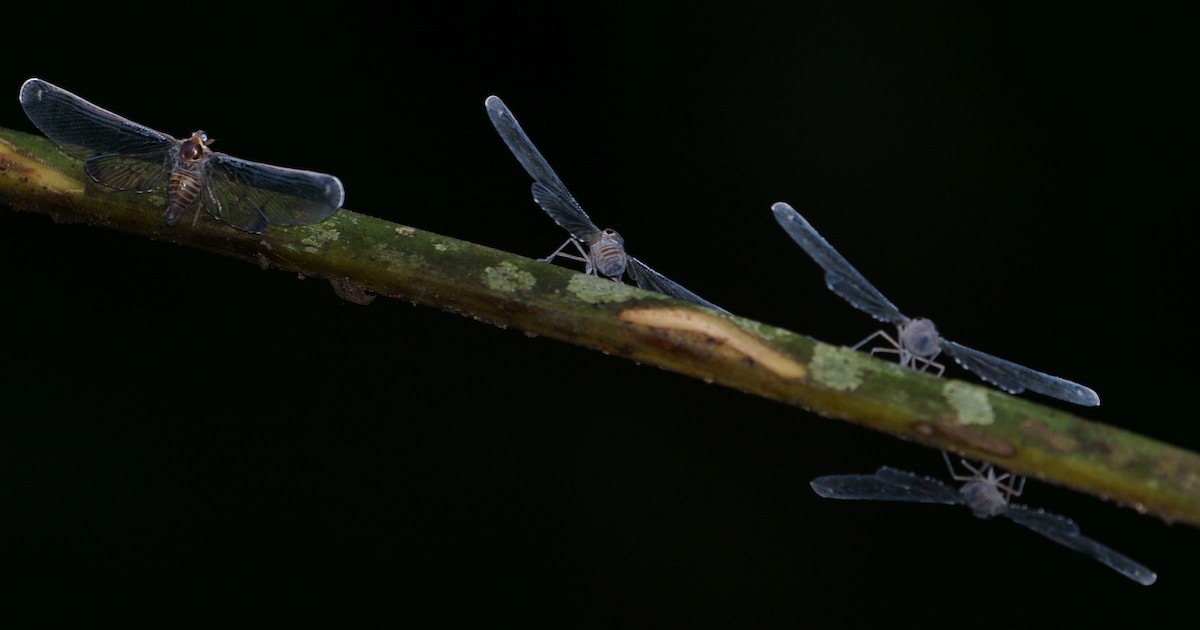 Derbid Planthoppers - ML646797661