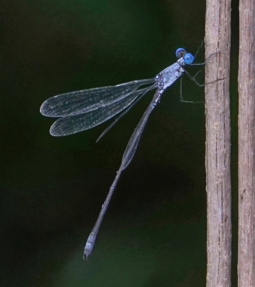 Insects - ML646797662