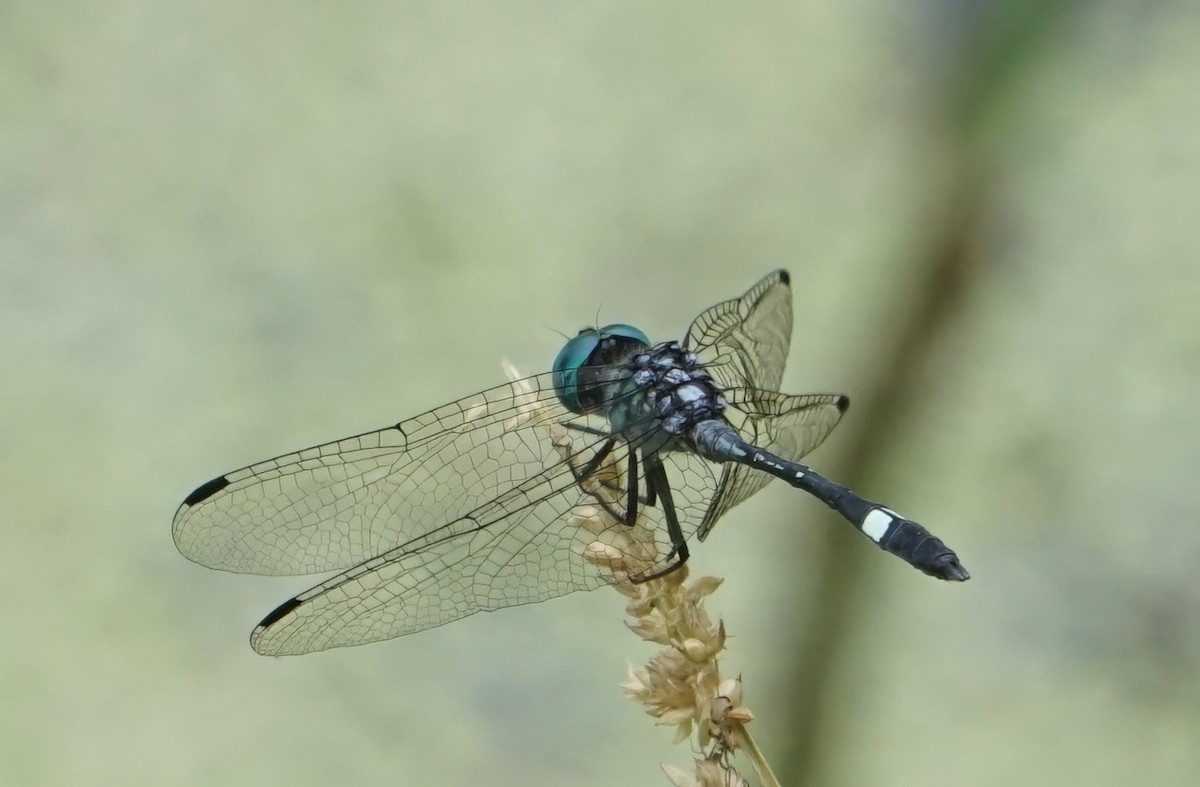 Square-spotted Dasher - ML646797663