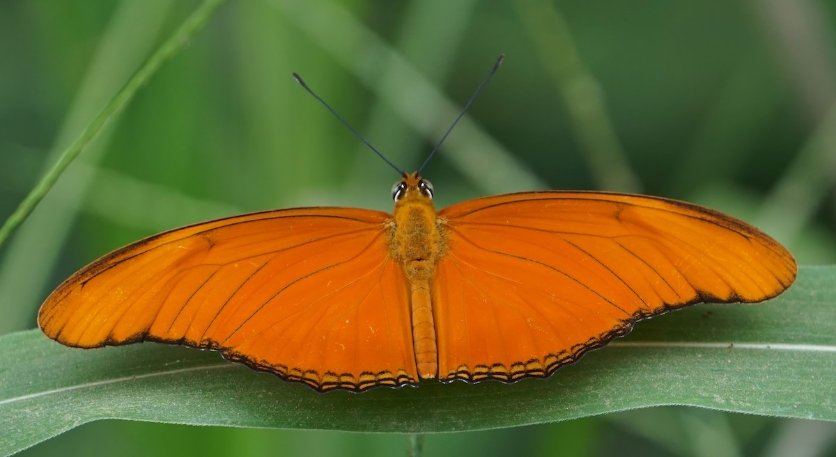 Julia Heliconian - ML646797664