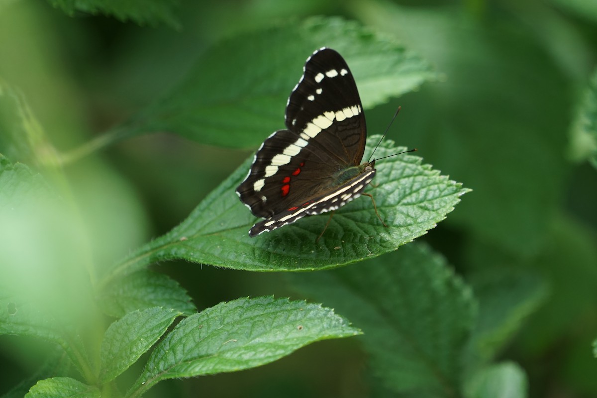 Banded Peacock - ML646797665